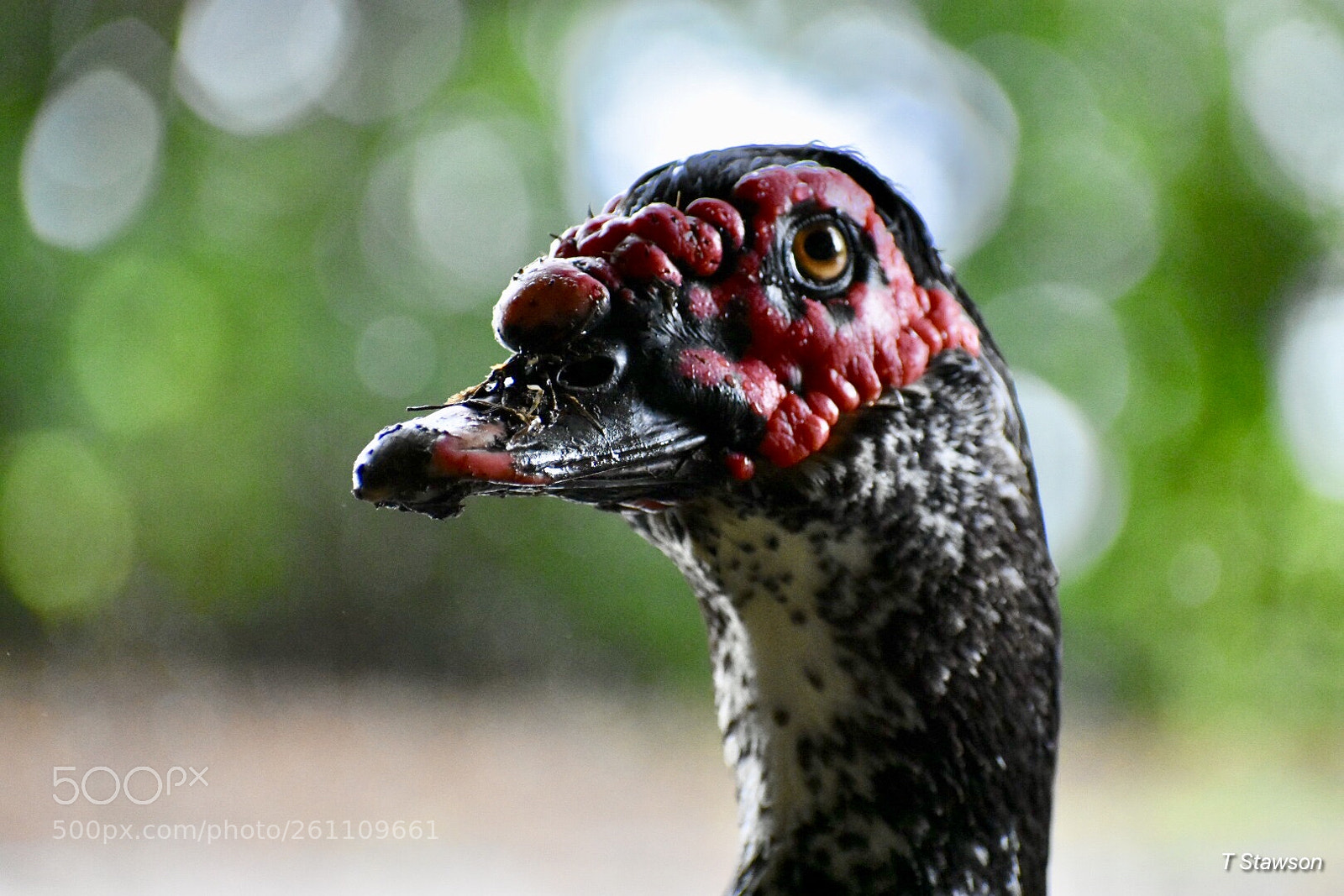 Nikon D3400 sample photo. Birds photography