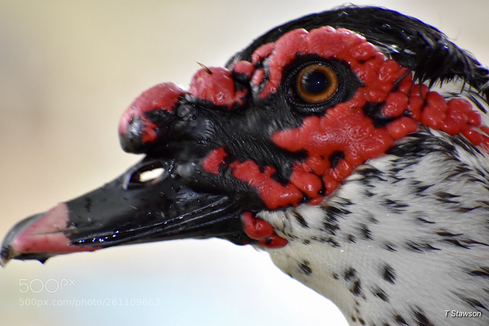 Nikon D3400 sample photo. Birds photography