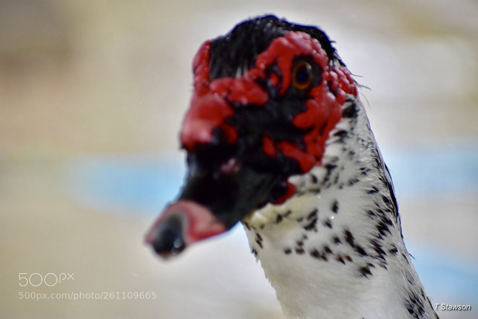 Nikon D3400 sample photo. Birds photography