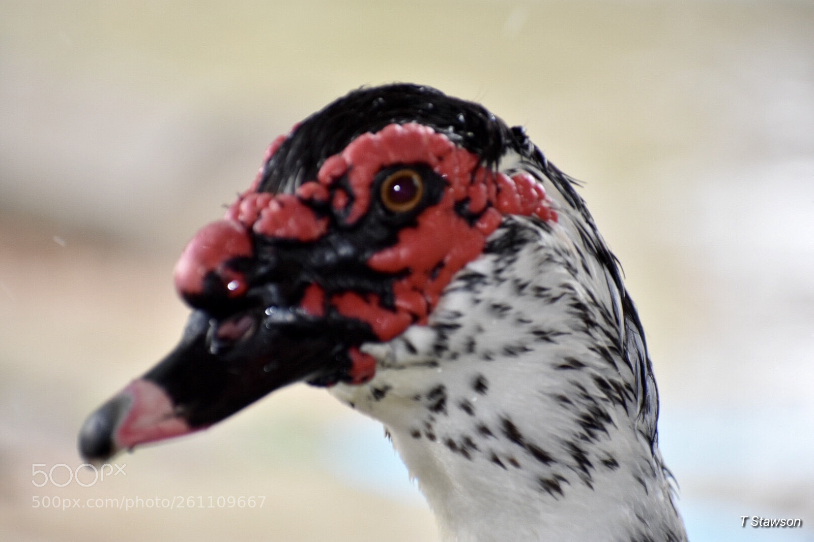 Nikon D3400 sample photo. Birds photography