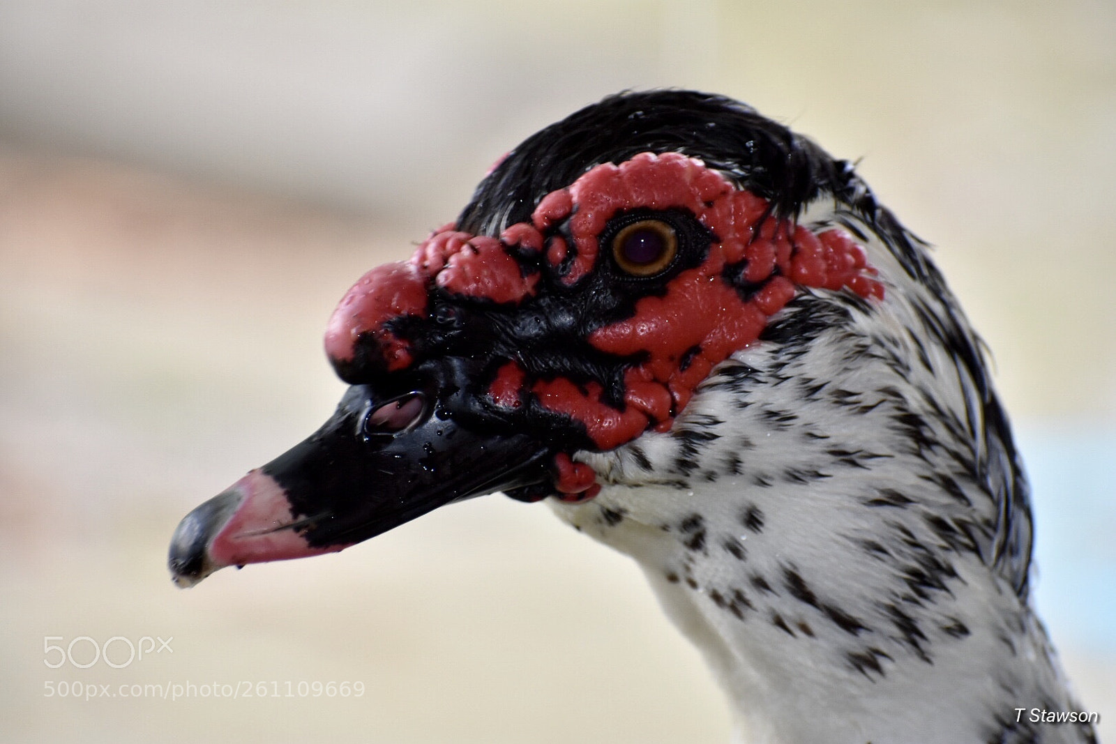 Nikon D3400 sample photo. Birds photography