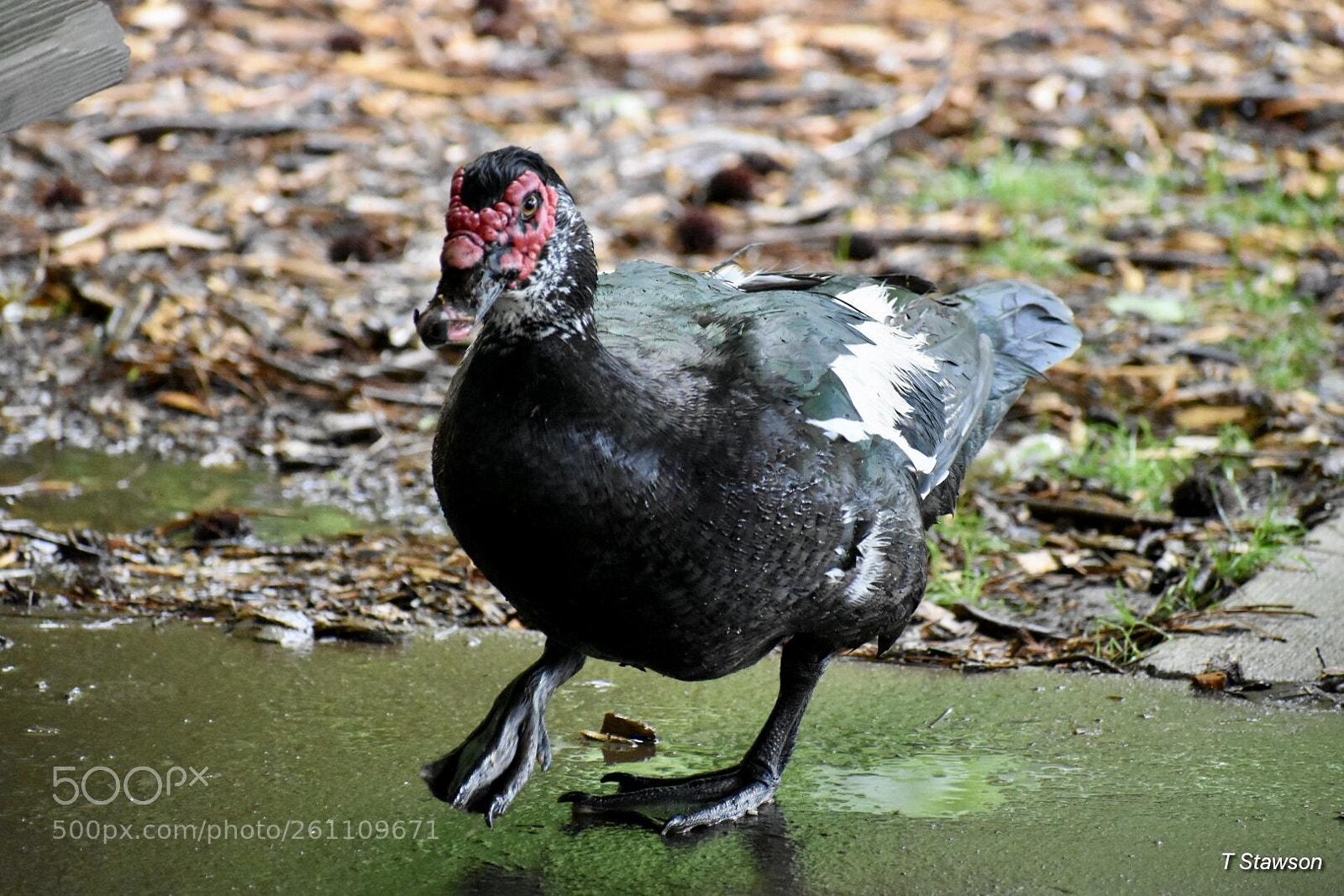 Nikon D3400 sample photo. Birds photography