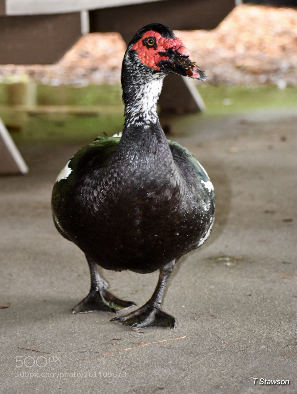 Nikon D3400 sample photo. Birds photography
