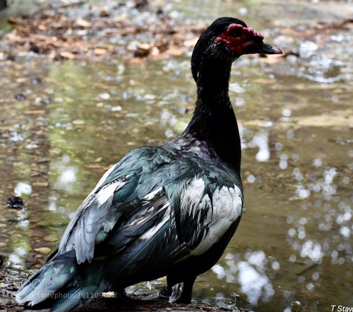 Nikon D3400 sample photo. Birds photography