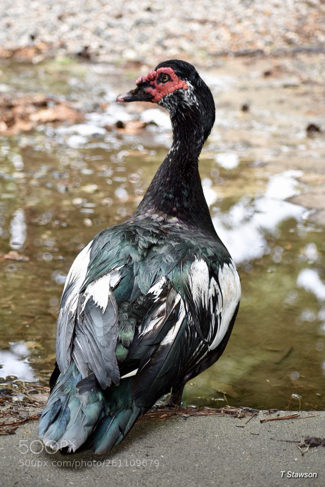 Nikon D3400 sample photo. Birds photography