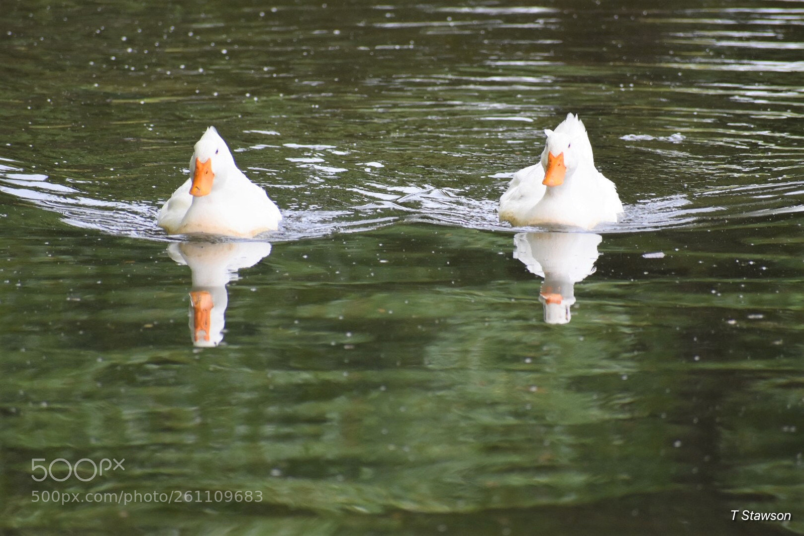 Nikon D3400 sample photo. Birds photography