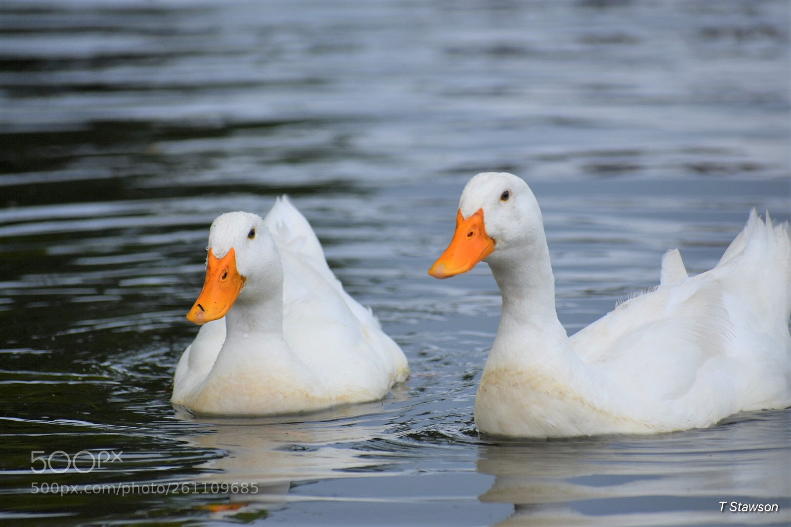 Nikon D3400 sample photo. Birds photography