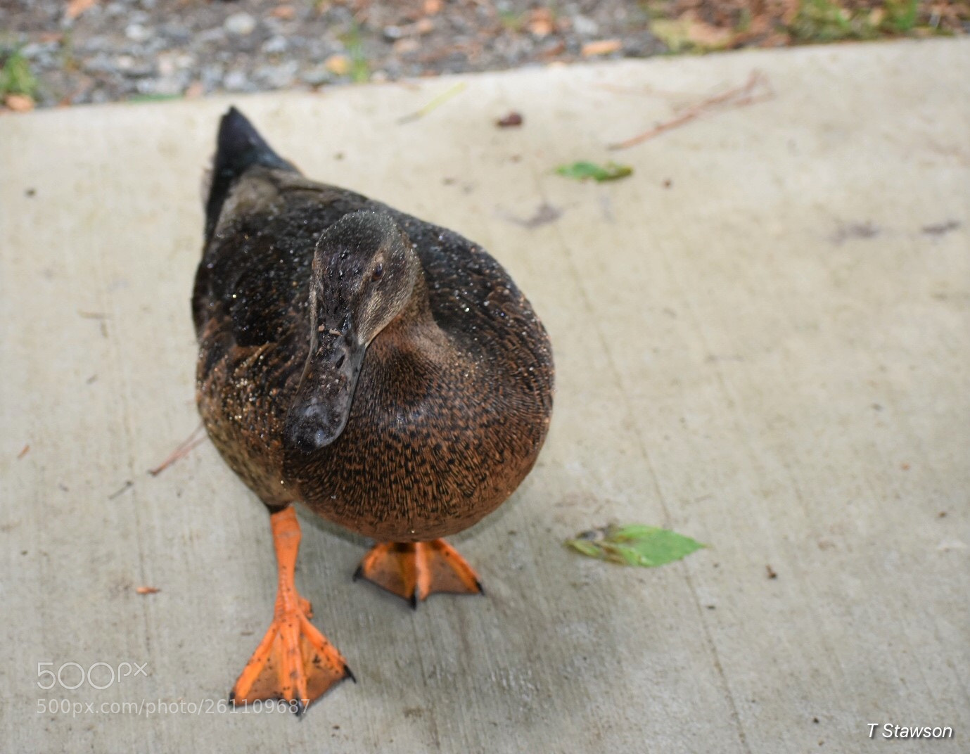 Nikon D3400 sample photo. Birds photography