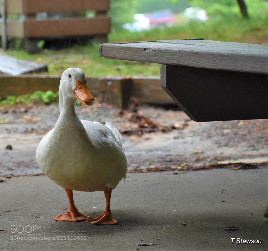 Nikon D3400 sample photo. Birds photography