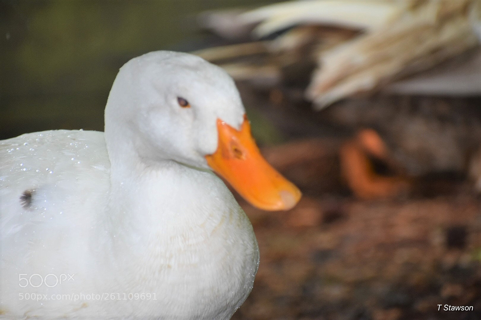 Nikon D3400 sample photo. Birds photography