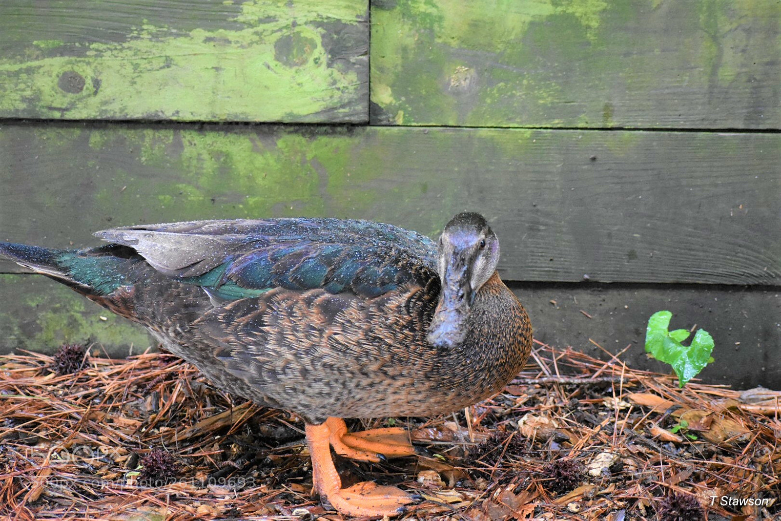 Nikon D3400 sample photo. Birds photography