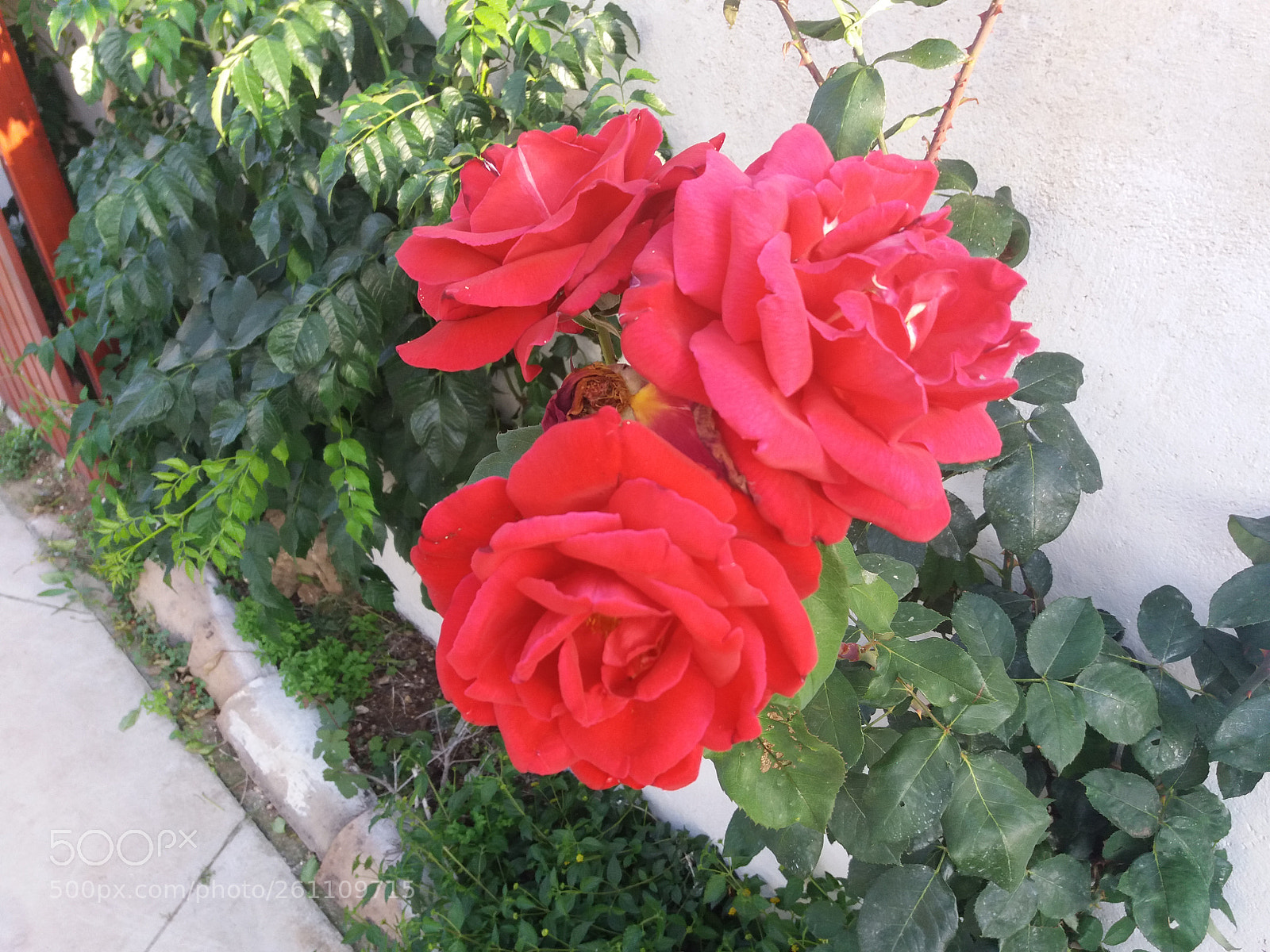 Samsung Galaxy J5(2016) sample photo. Intense red photography