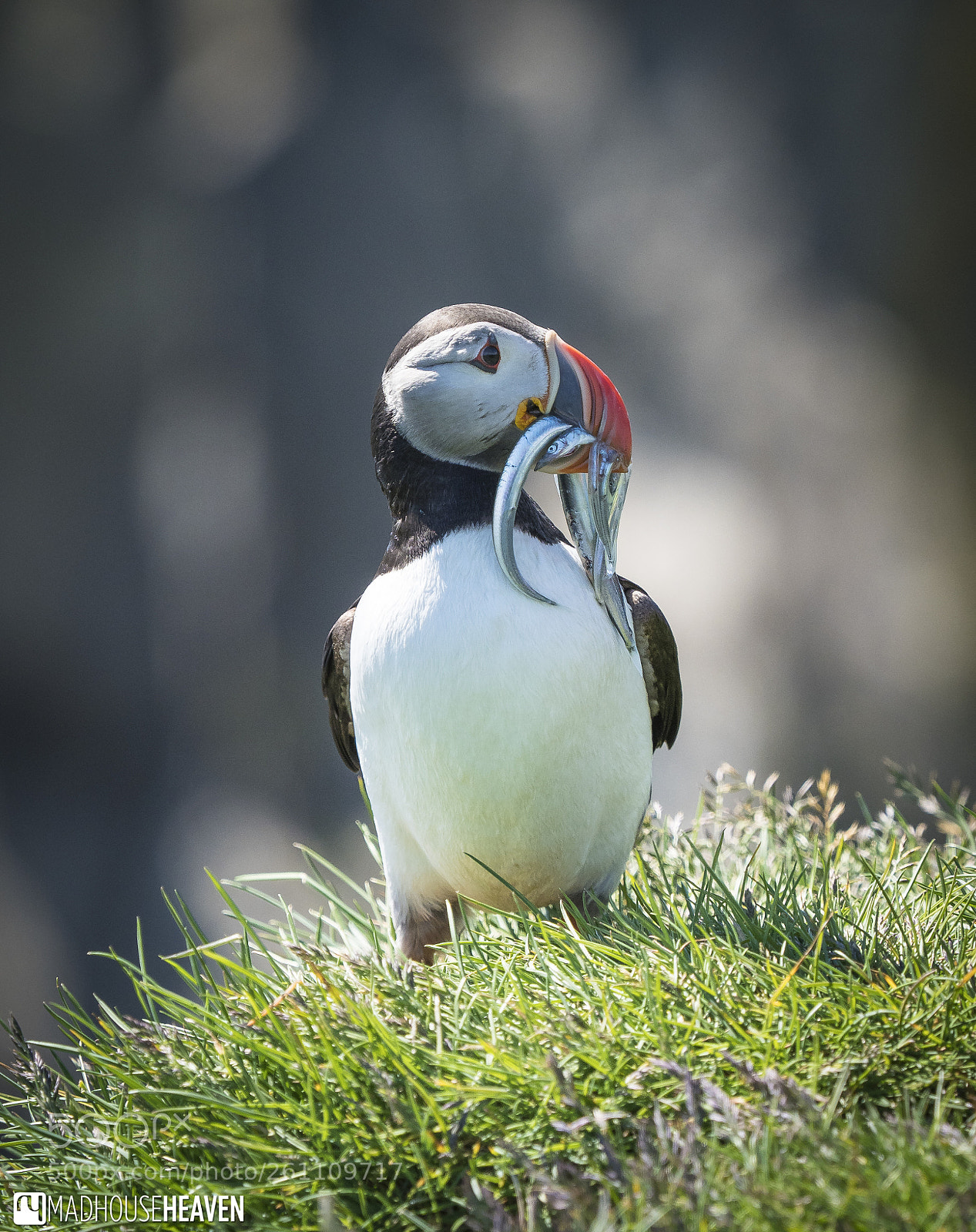 Olympus OM-D E-M1 Mark II sample photo. Well, it's a puffin! photography