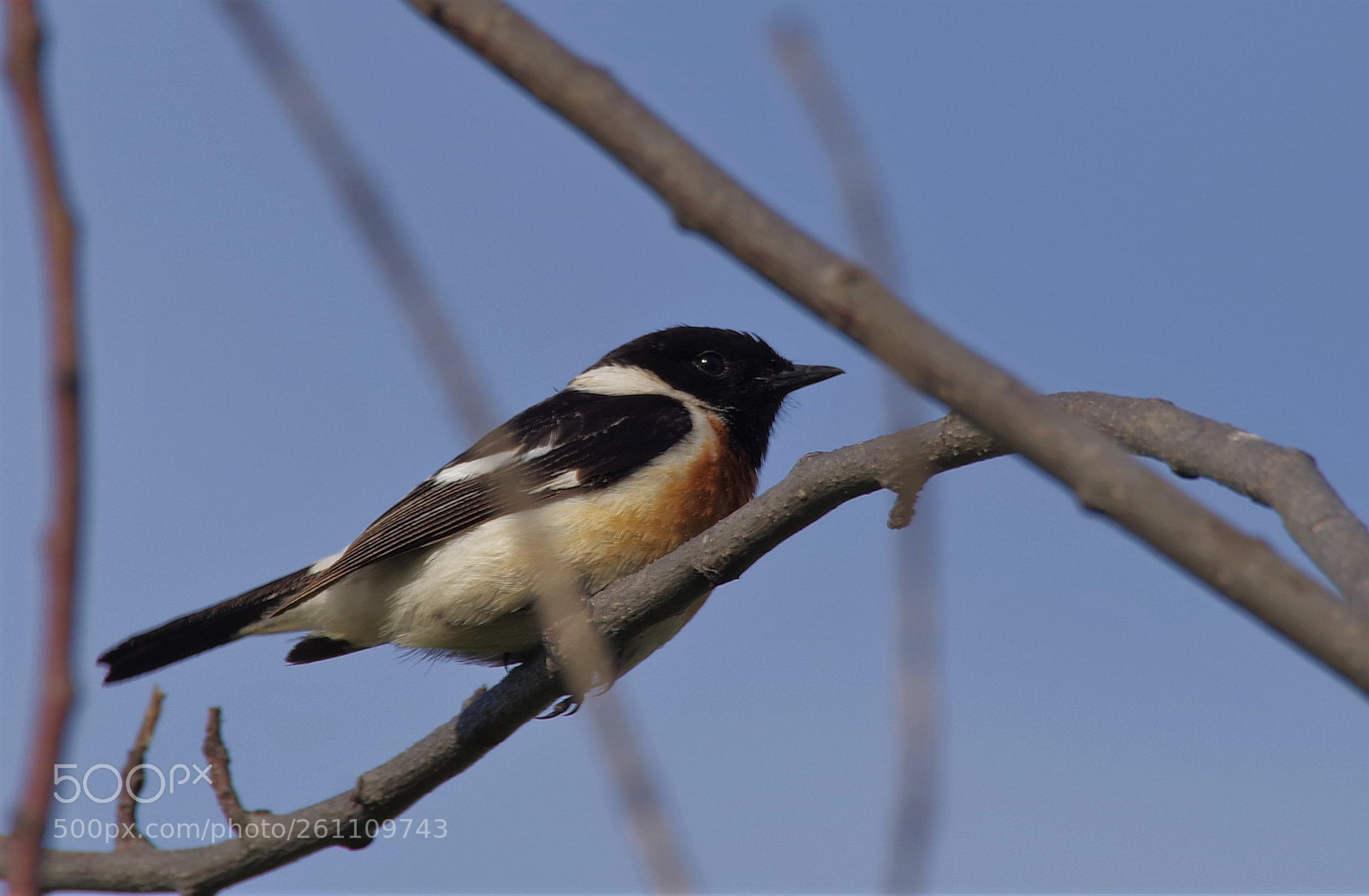 Pentax K-1 sample photo. Saxicola torquata. photography