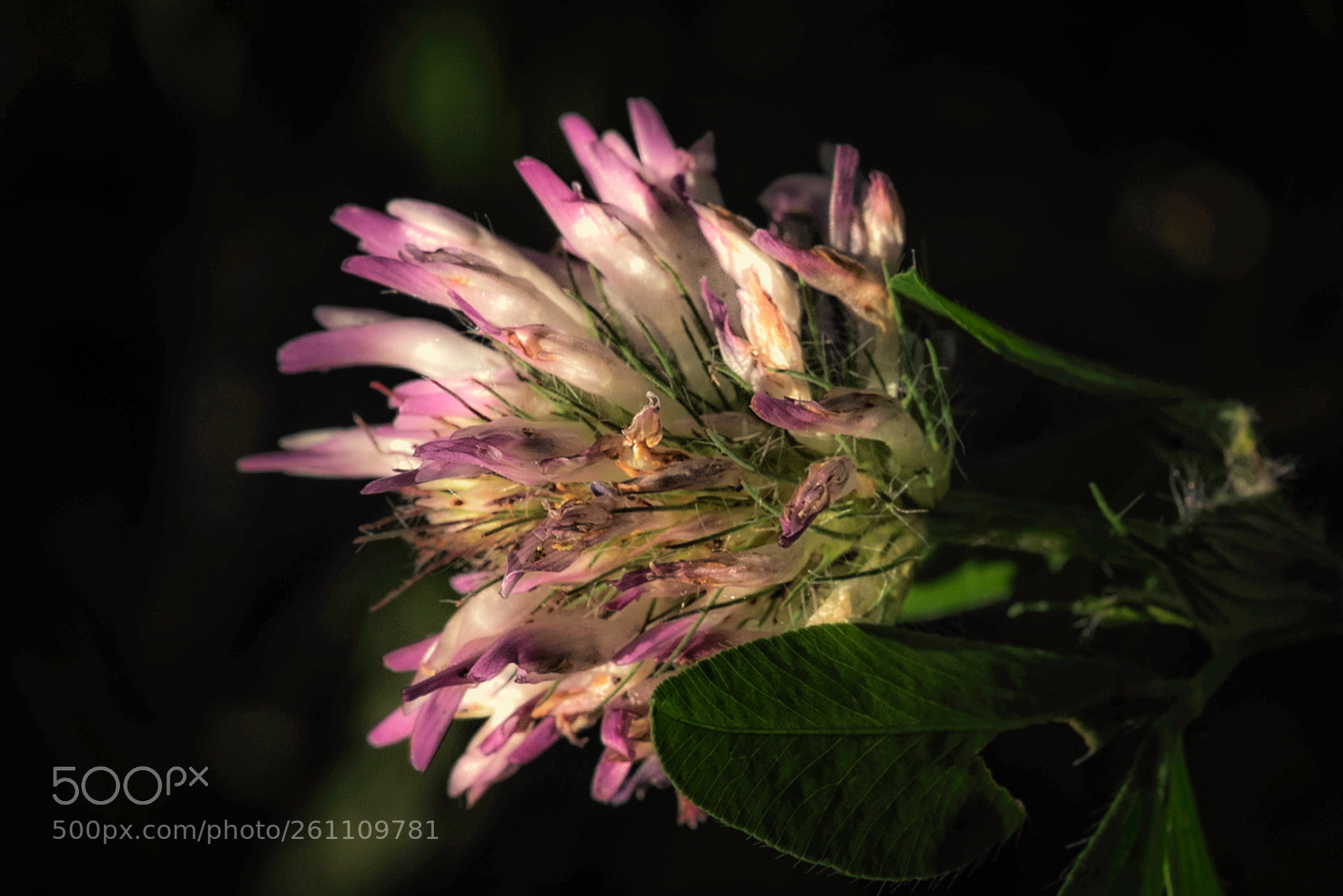 Nikon D810 sample photo. Low flower in last photography