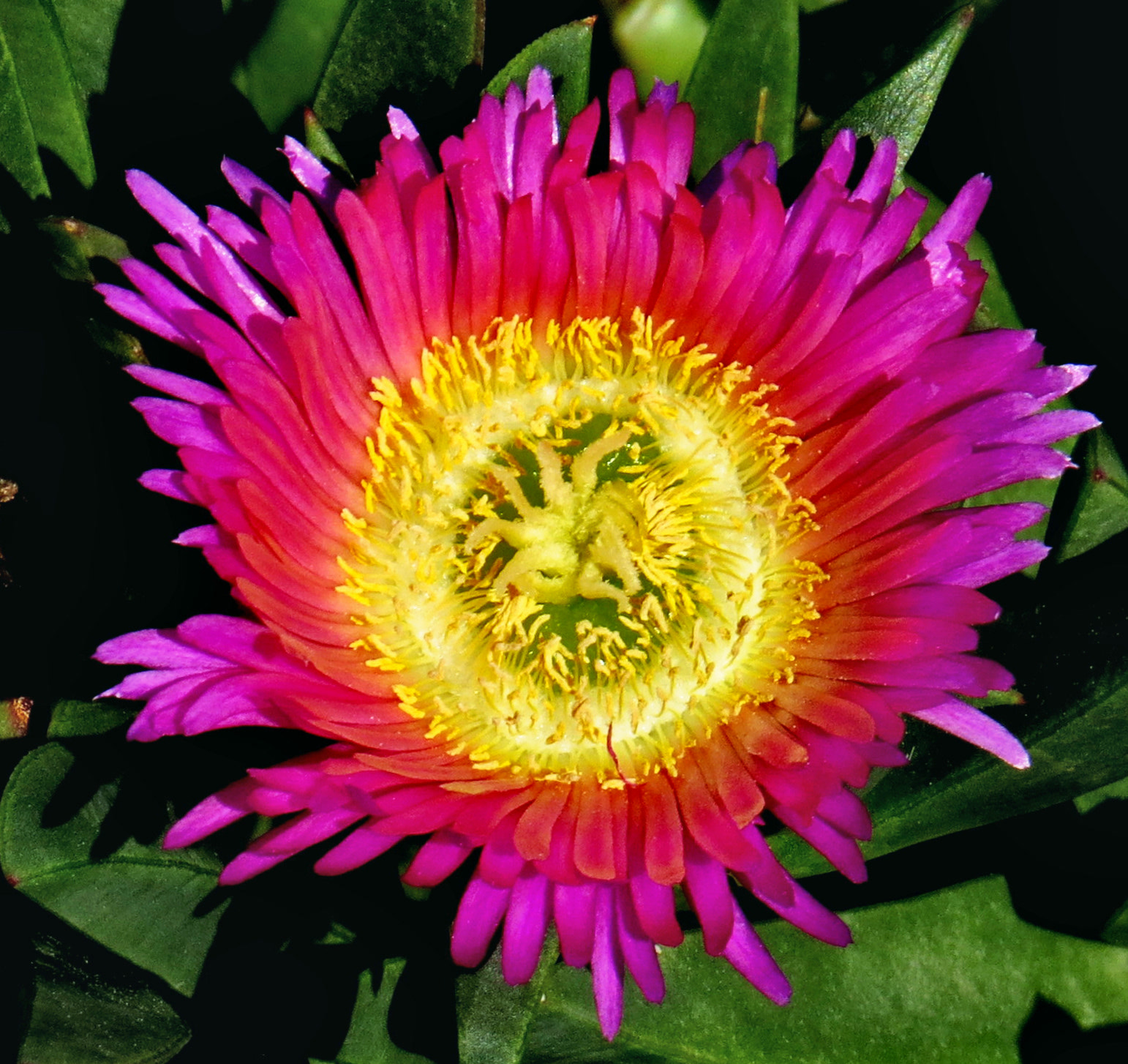 Canon PowerShot SX50 HS sample photo. Purple dandelion flower photography