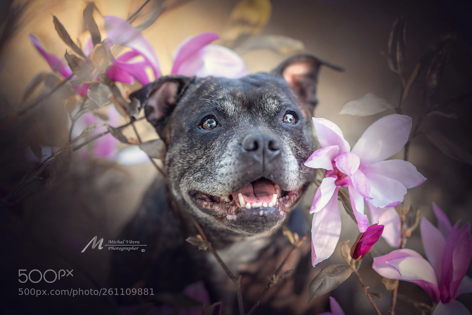 Sony a7R II sample photo. Kimmberly photography