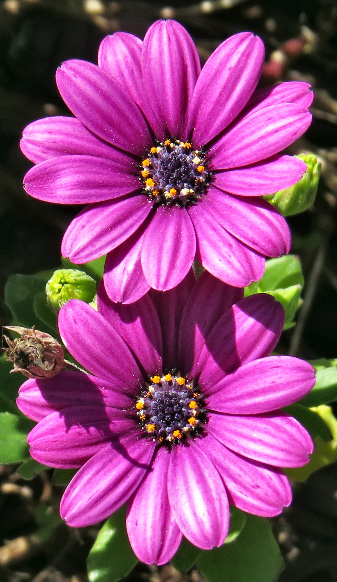 Canon PowerShot SX50 HS + 4.3 - 215.0 mm sample photo. Two purple daisies in the garden photography