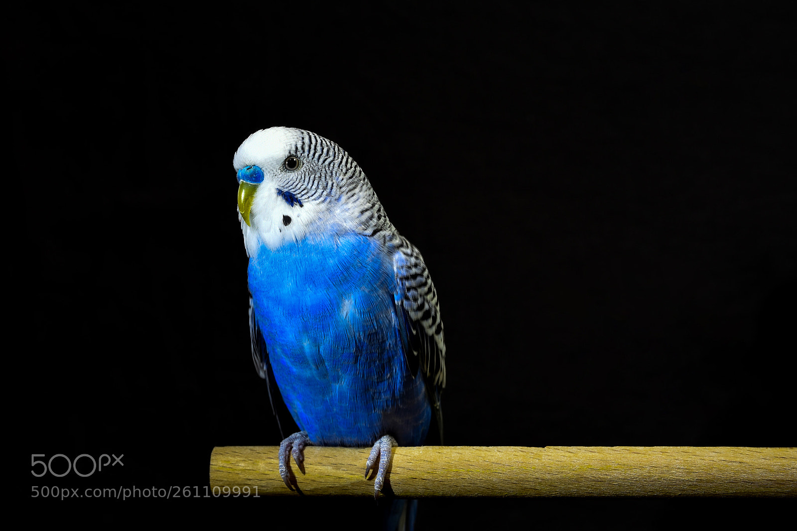 Nikon D7200 sample photo. Bird photography