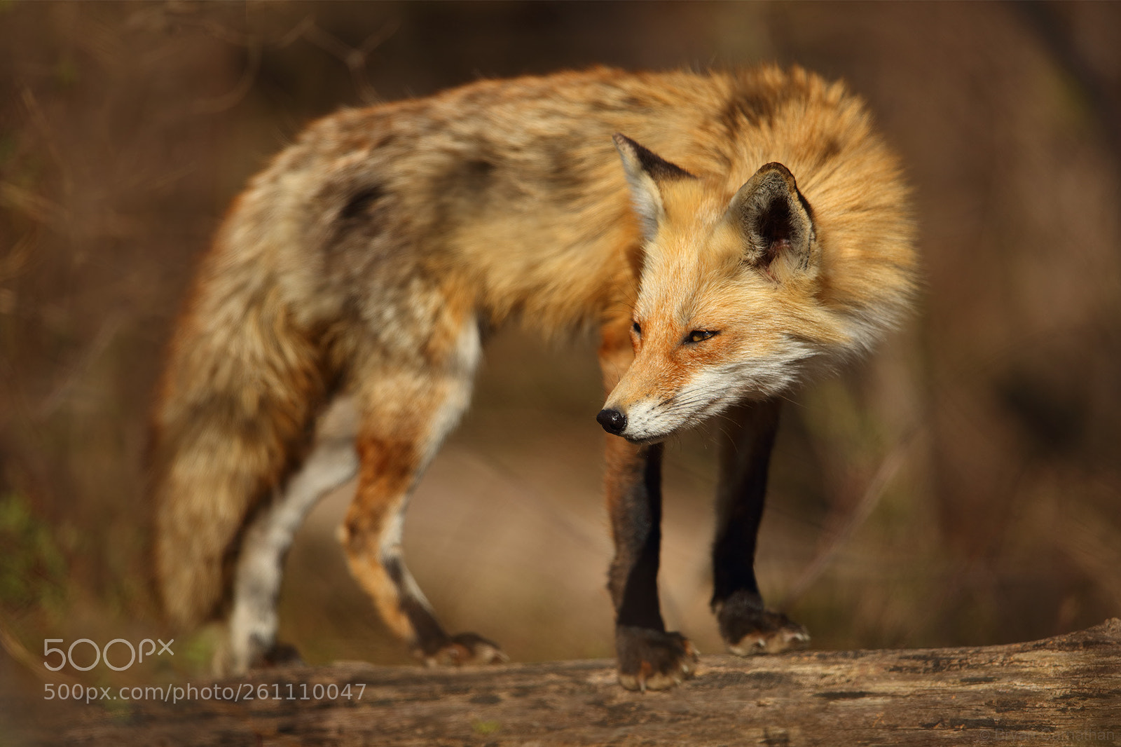 Canon EOS 5DS R sample photo. Red fox looking sly photography
