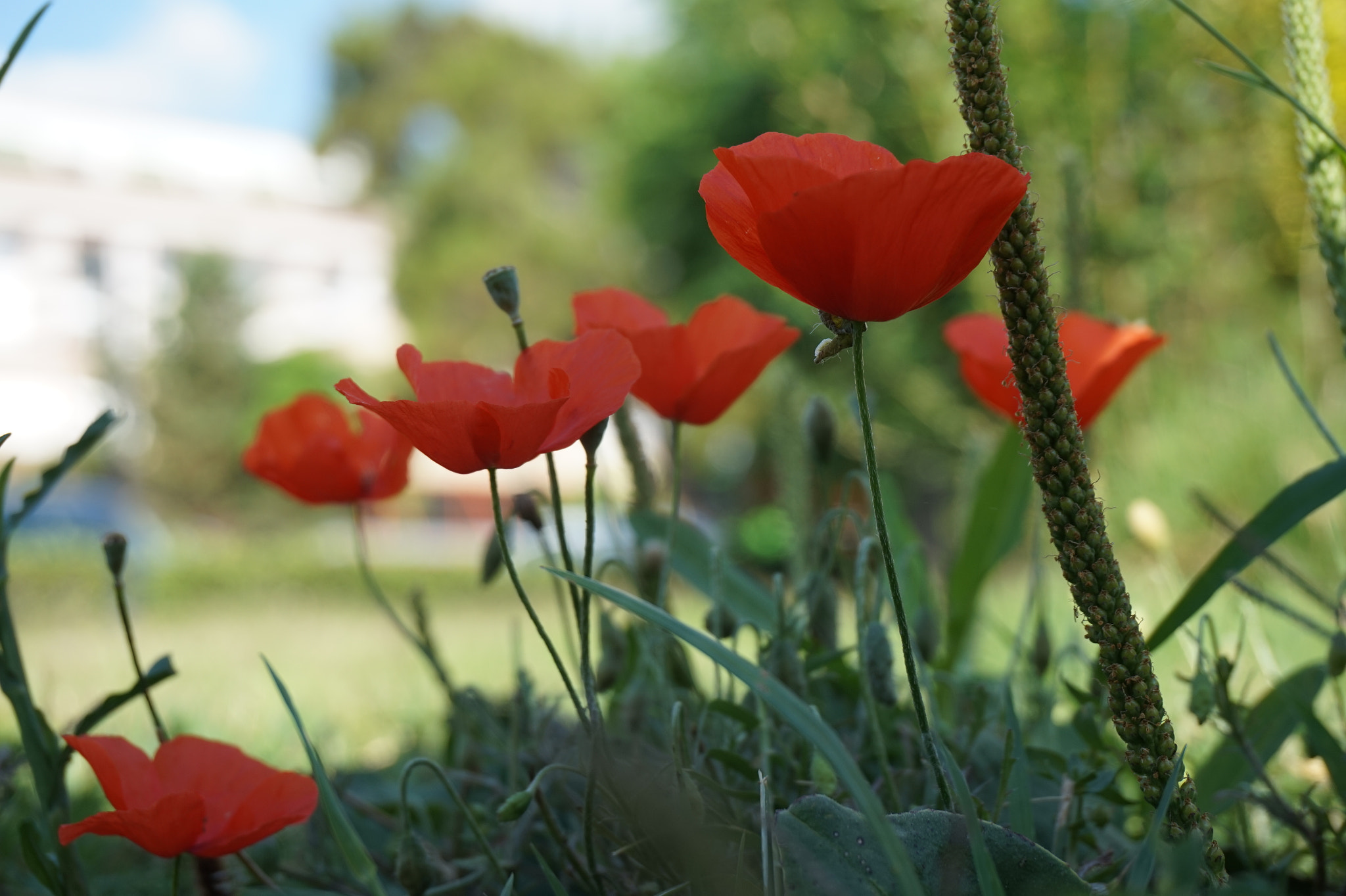 Sony Alpha a5000 (ILCE 5000) sample photo. Poppy photography