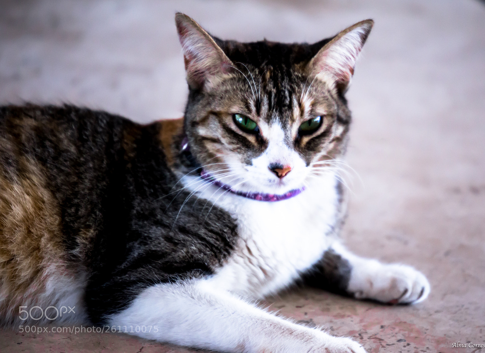 Canon EOS 6D sample photo. Eyes of tiger photography