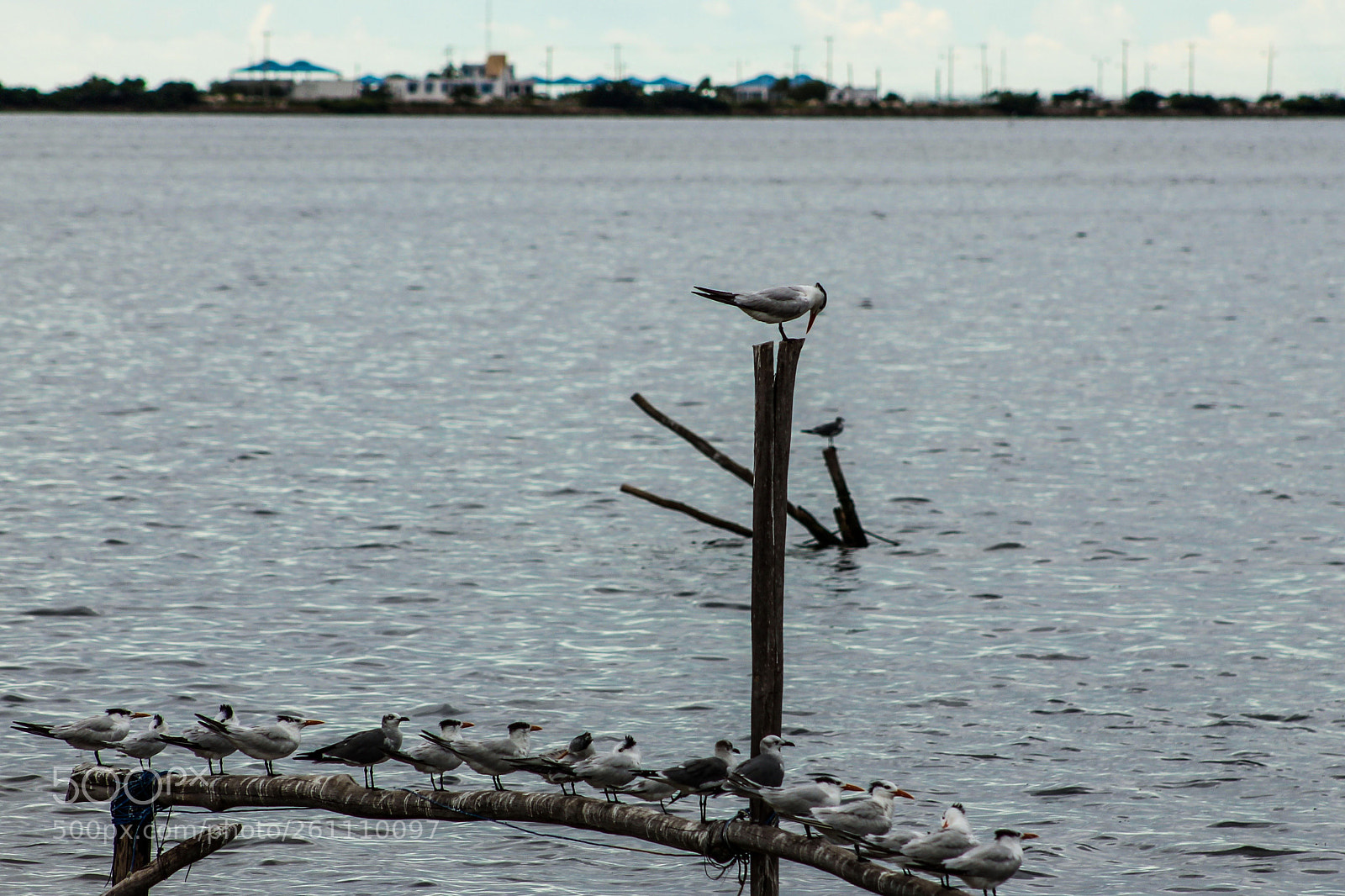 Canon EOS 1100D (EOS Rebel T3 / EOS Kiss X50) sample photo. Gaviotas photography