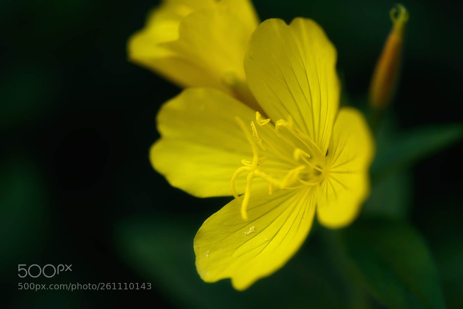 Nikon D750 sample photo. Yellow flower photography