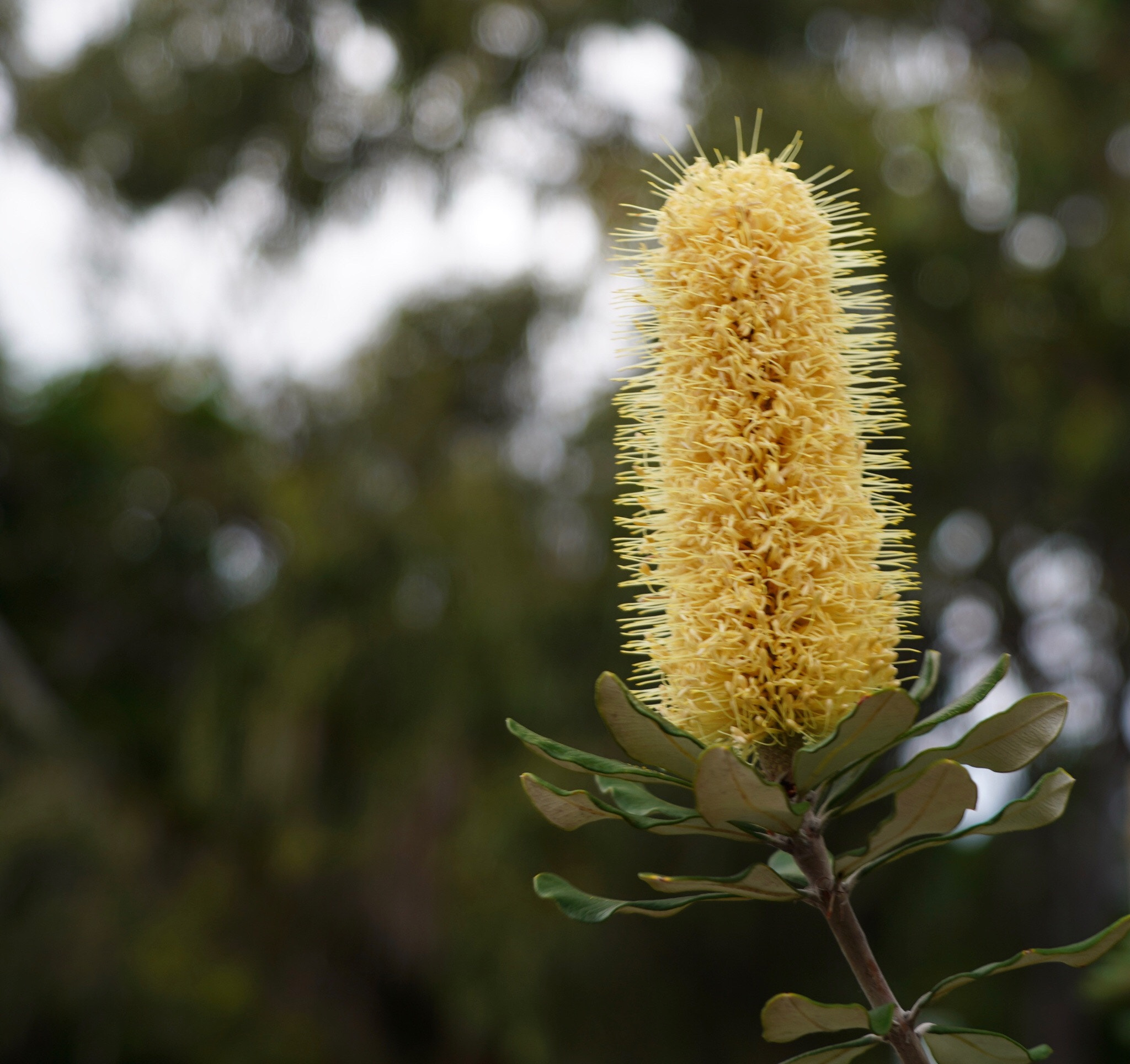 Sony a9 sample photo. Spikes photography