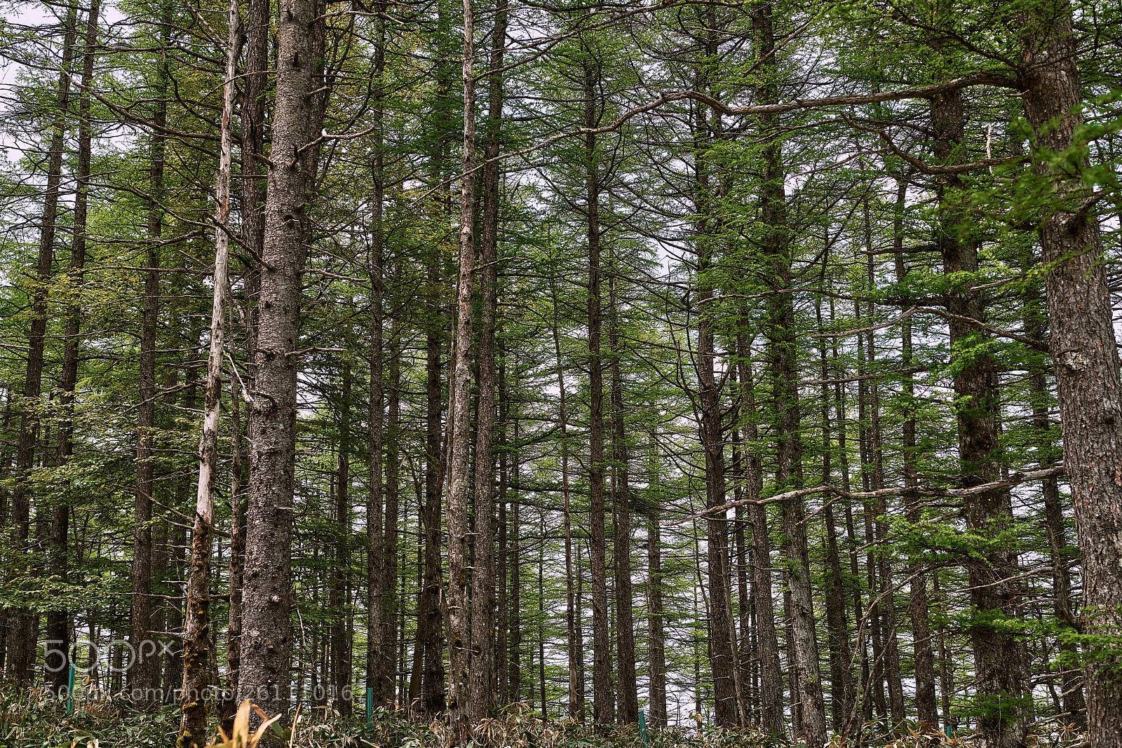 Nikon D850 sample photo. The trees photography