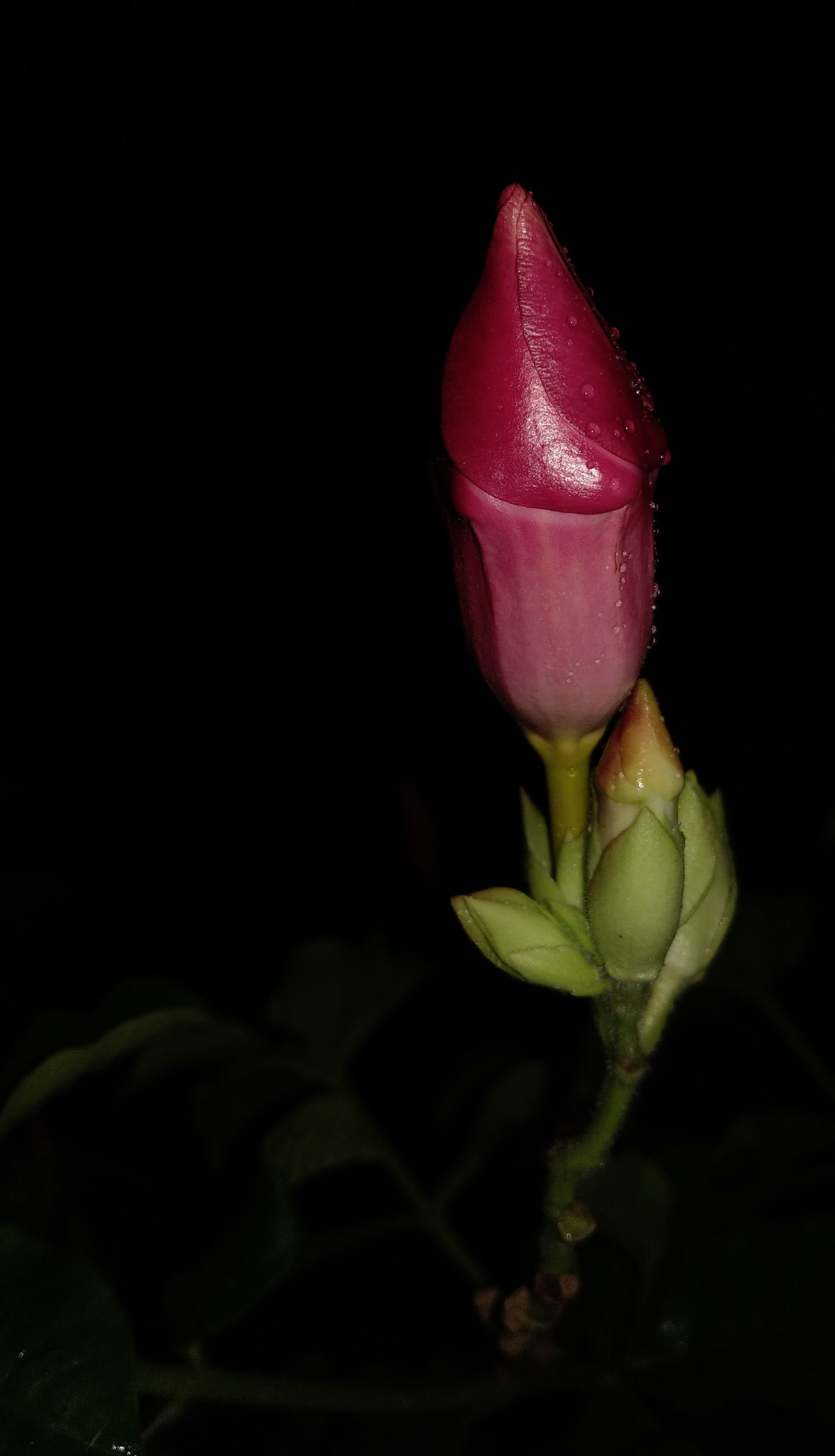HTC U11 sample photo