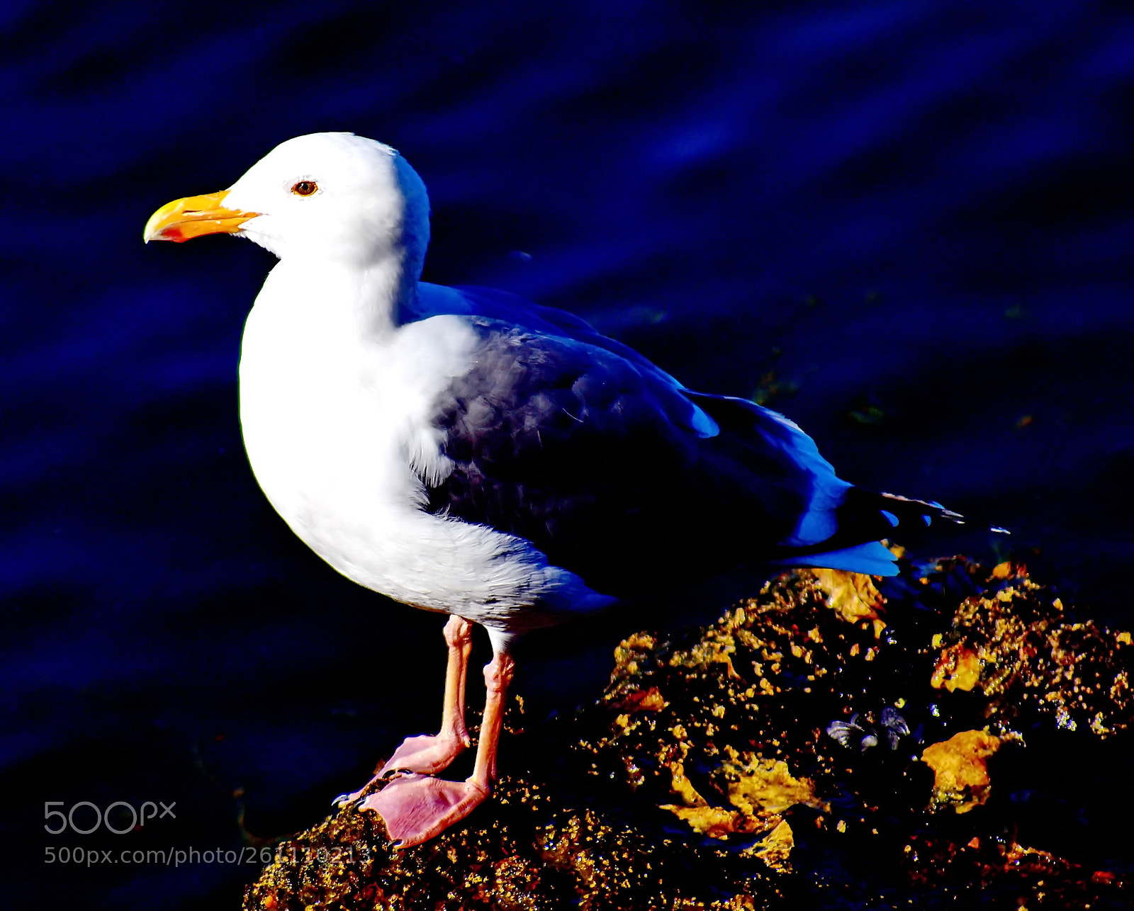 Nikon D7200 sample photo. Seagull watching the ocean photography