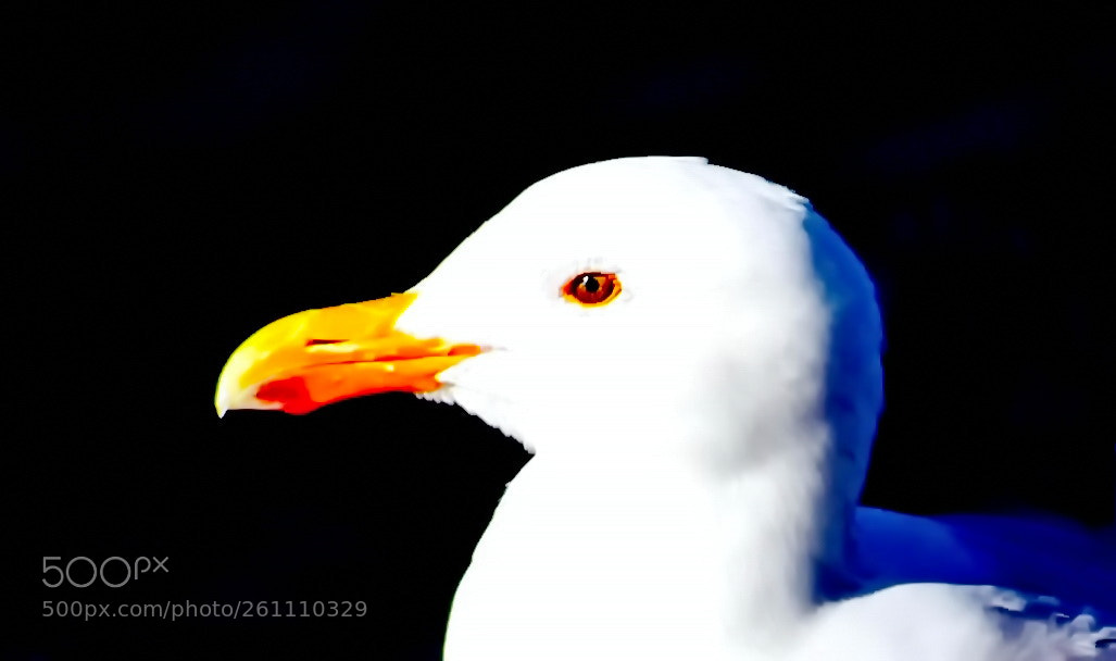 Nikon D7200 sample photo. Seagull portrait photography