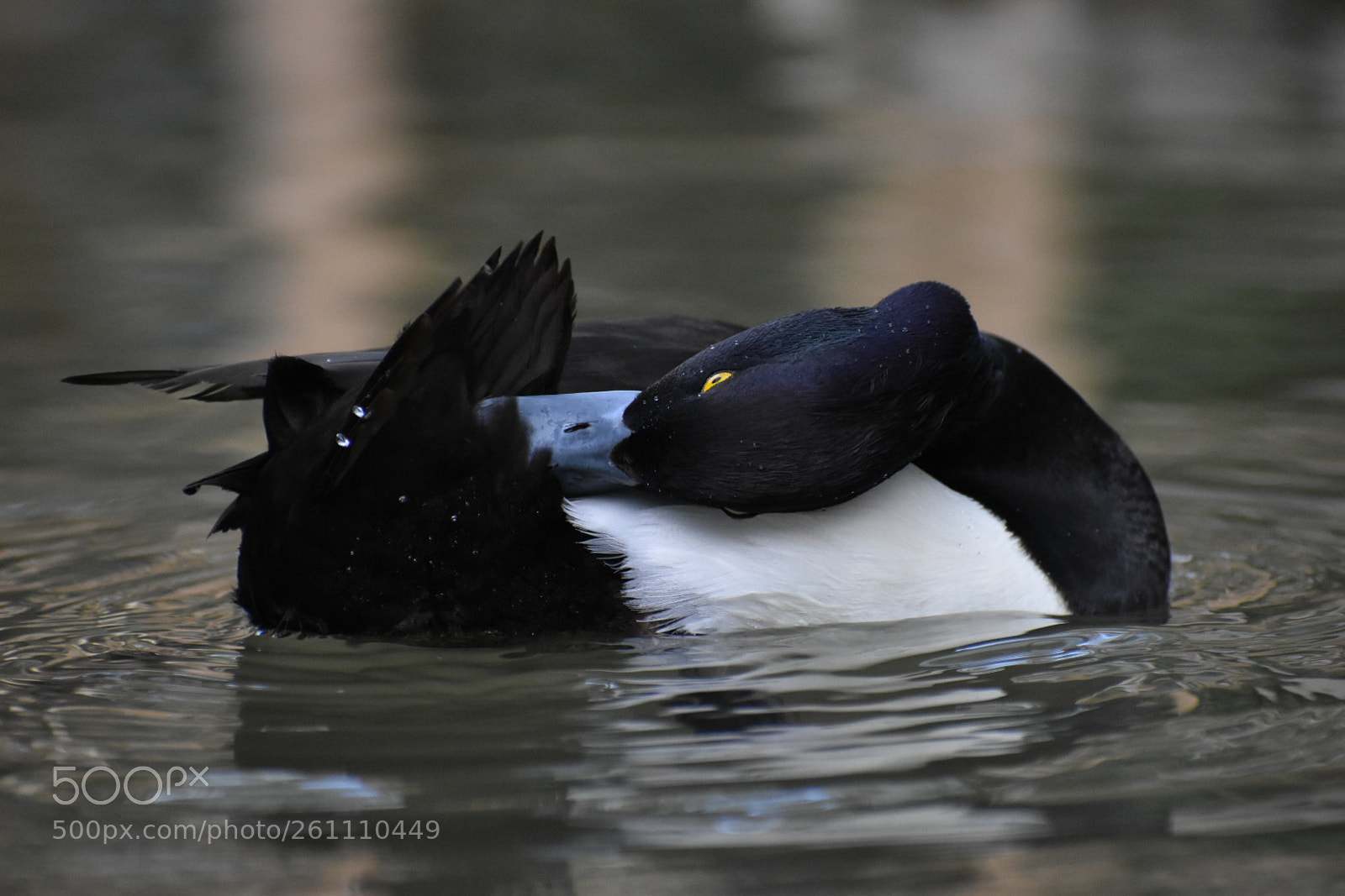 Nikon D5500 sample photo. Untitled photography