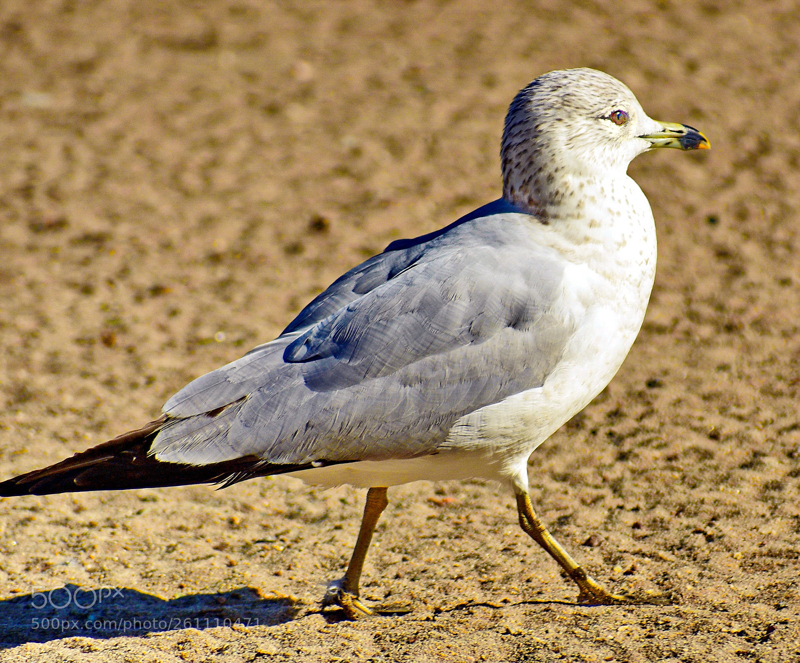Nikon D7200 sample photo. A baby seagull walking photography