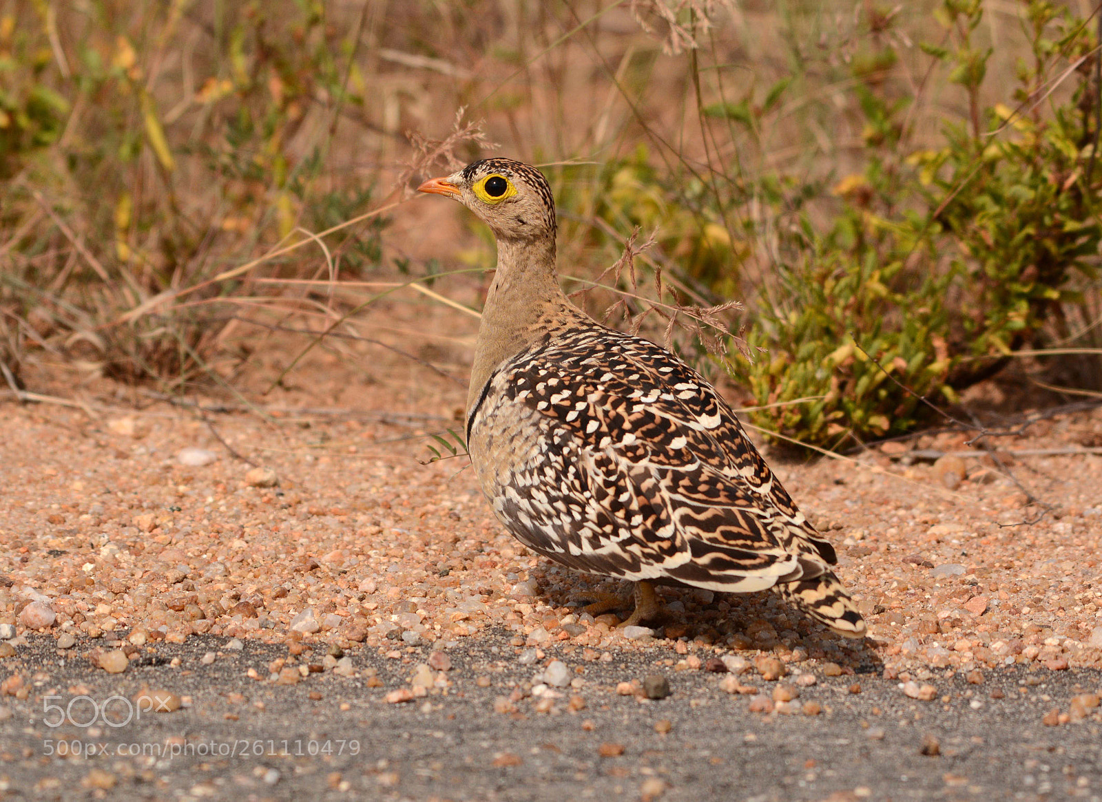 Nikon D7100 sample photo. Sand grouse photography