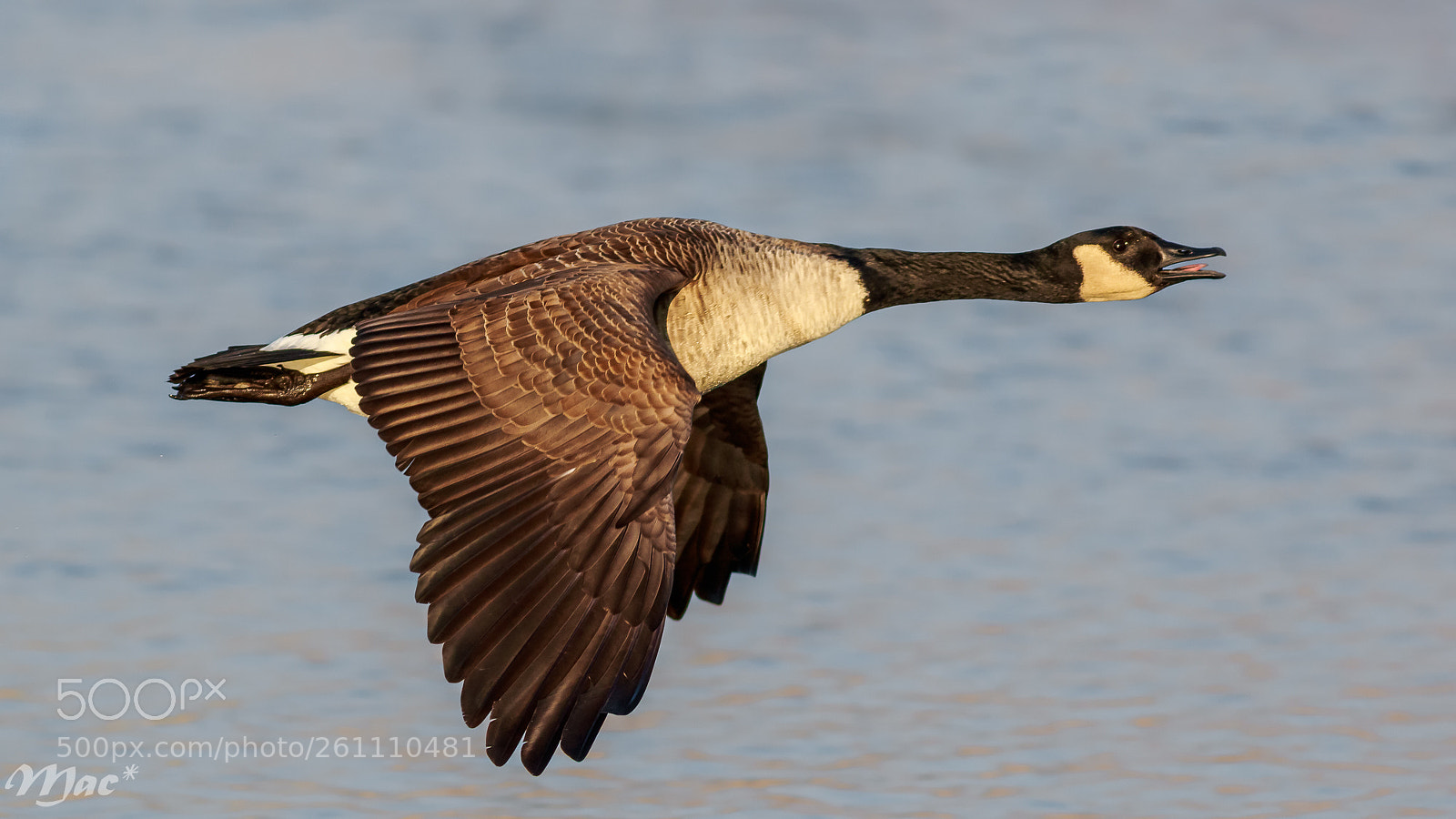 Canon EOS 7D Mark II sample photo. Canada goose in flight photography