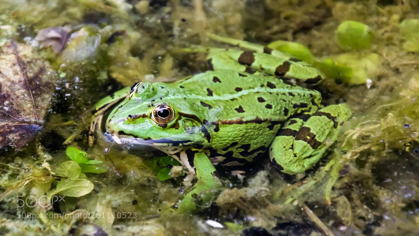 Nikon D5300 sample photo. Der froschkönig? photography
