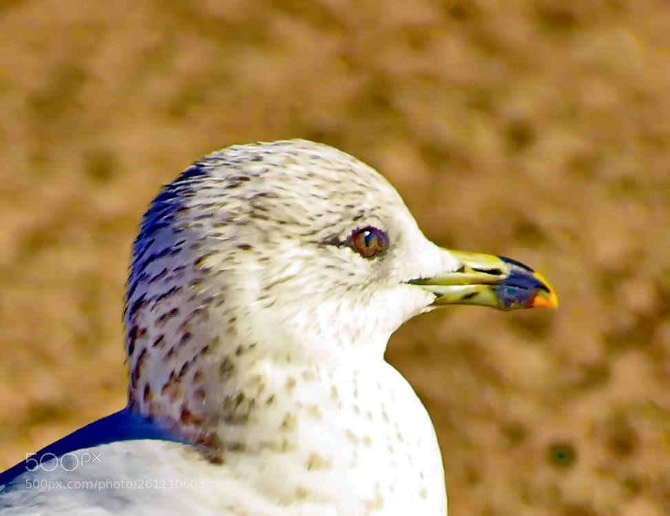 Nikon D7200 sample photo. A baby seagull portrait photography