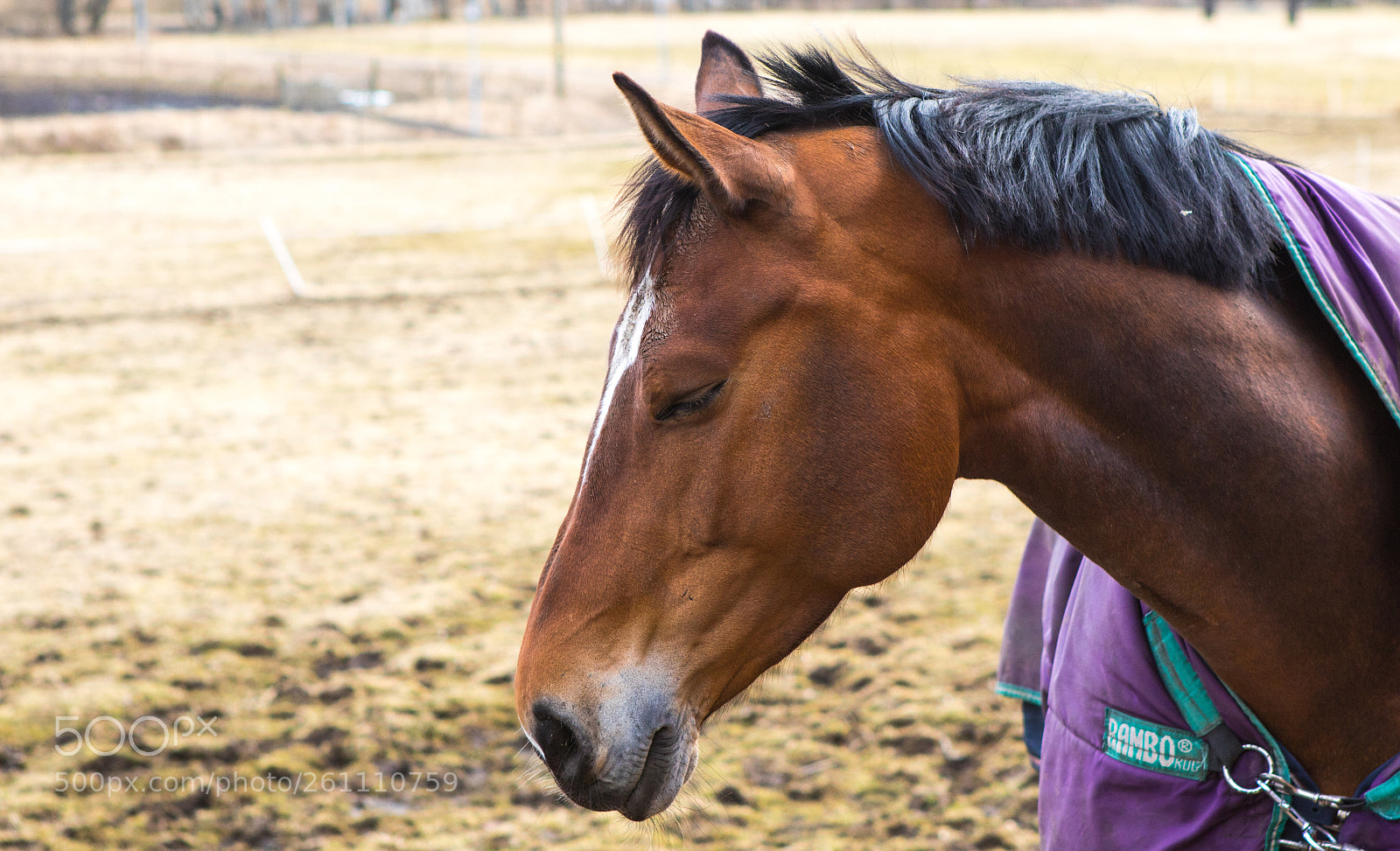 Canon EOS 7D Mark II sample photo. A horse at k photography