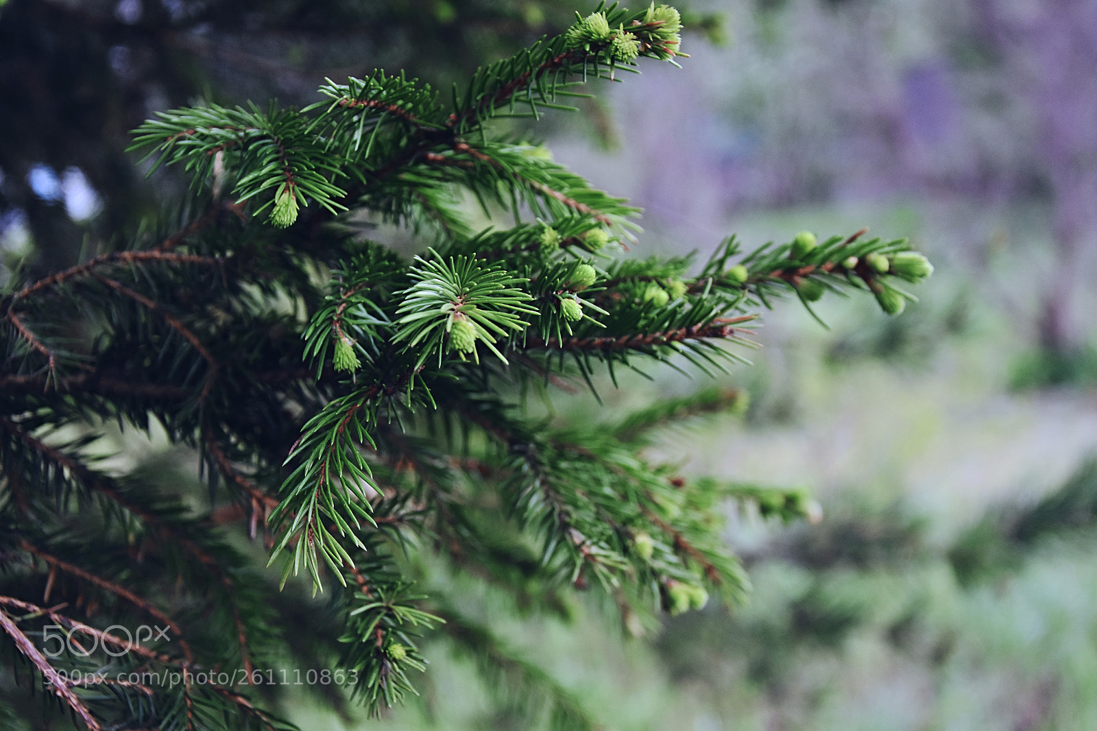 Nikon D7200 sample photo. Evergreen photography
