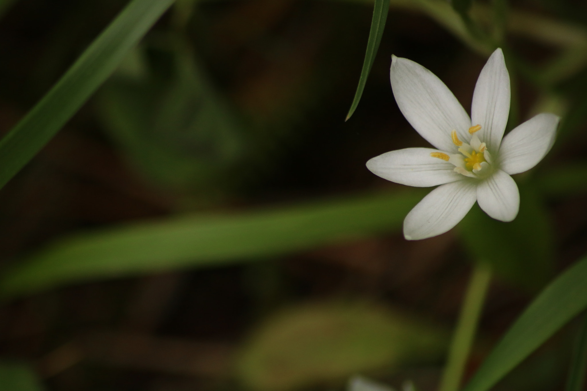 Canon EOS 750D (EOS Rebel T6i / EOS Kiss X8i) sample photo
