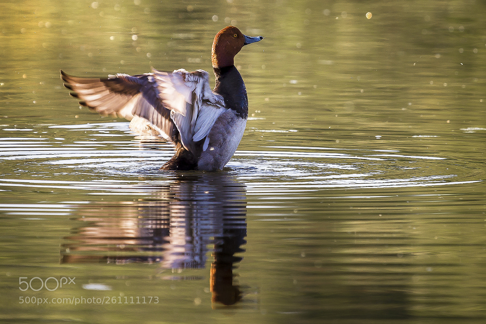 Canon EOS 6D sample photo. Redhead duck photography