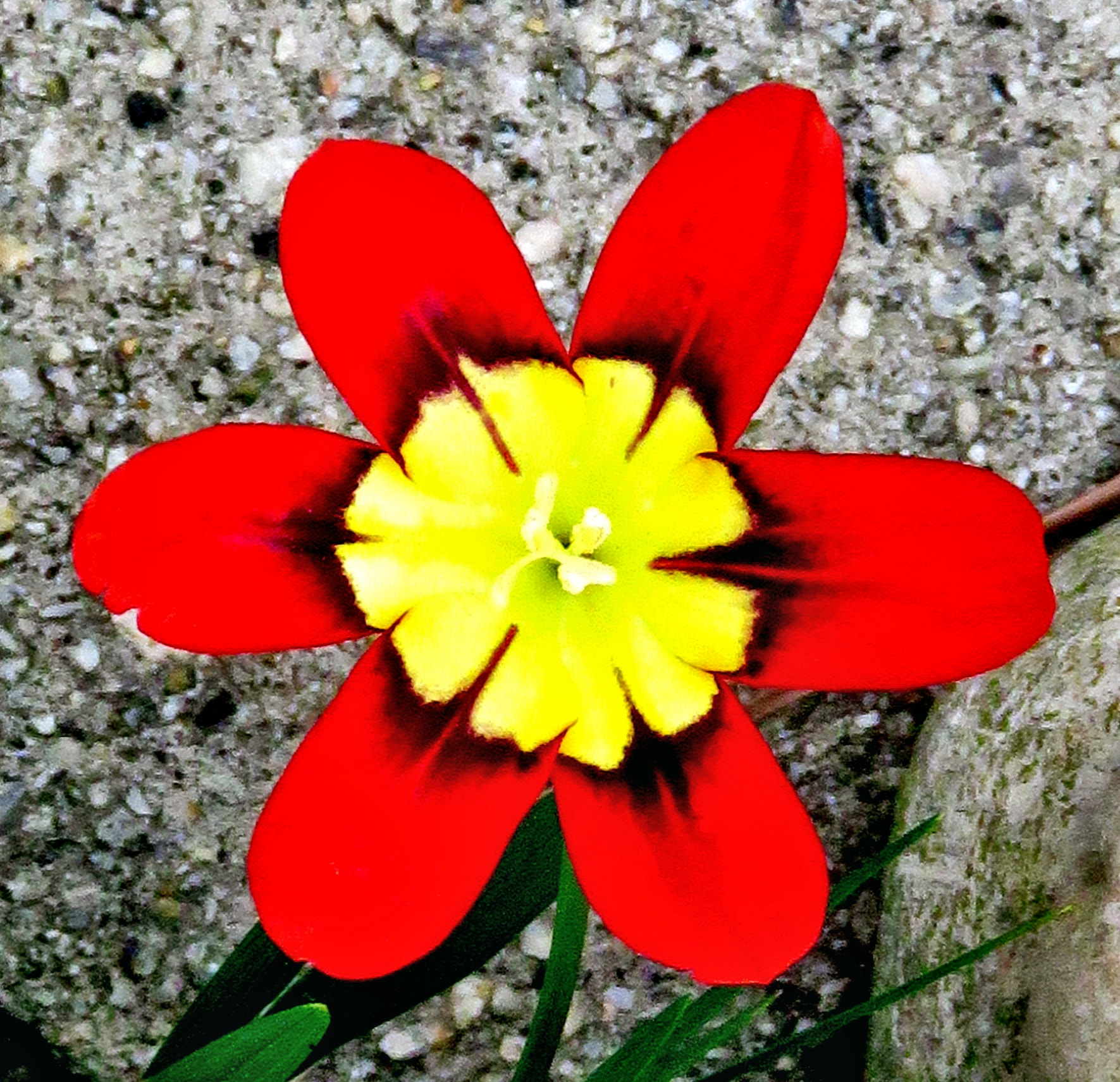 Canon PowerShot SX60 HS sample photo. Red and yellow flower photography