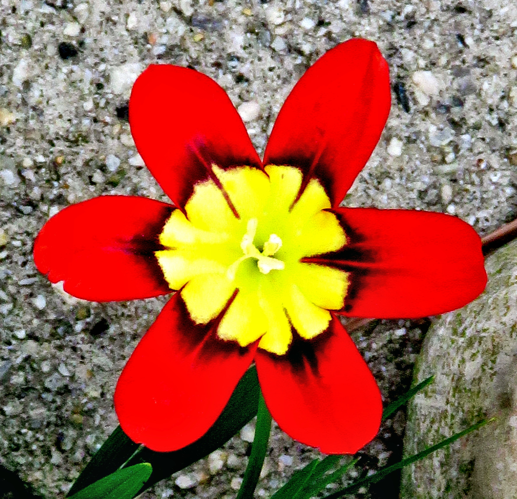 3.8 - 247.0 mm sample photo. Red and yellow flower photography