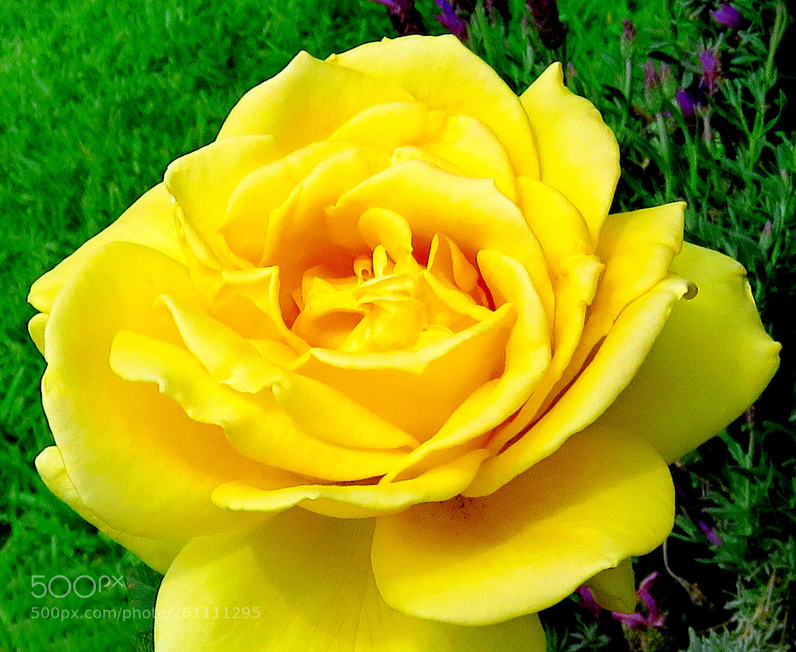 Canon PowerShot SX60 HS sample photo. A yellow rose flower photography
