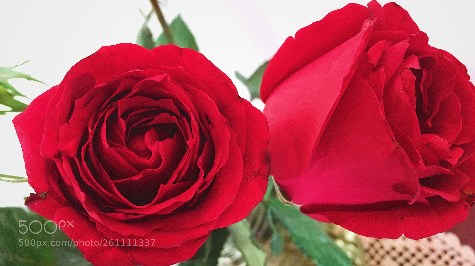 Apple iPhone SE sample photo. Love red photography