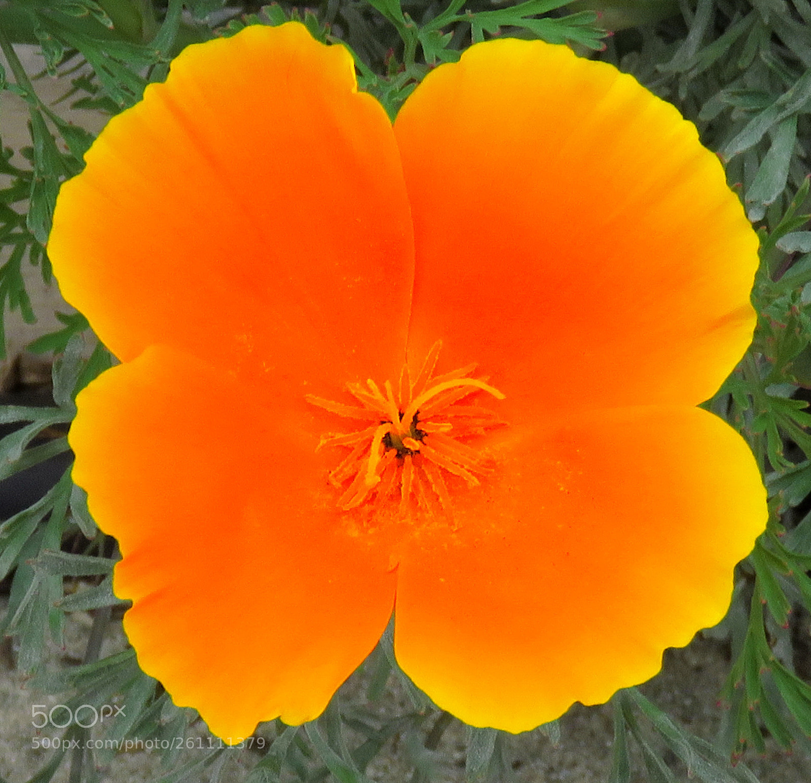 Canon PowerShot SX60 HS sample photo. A gold flower in photography