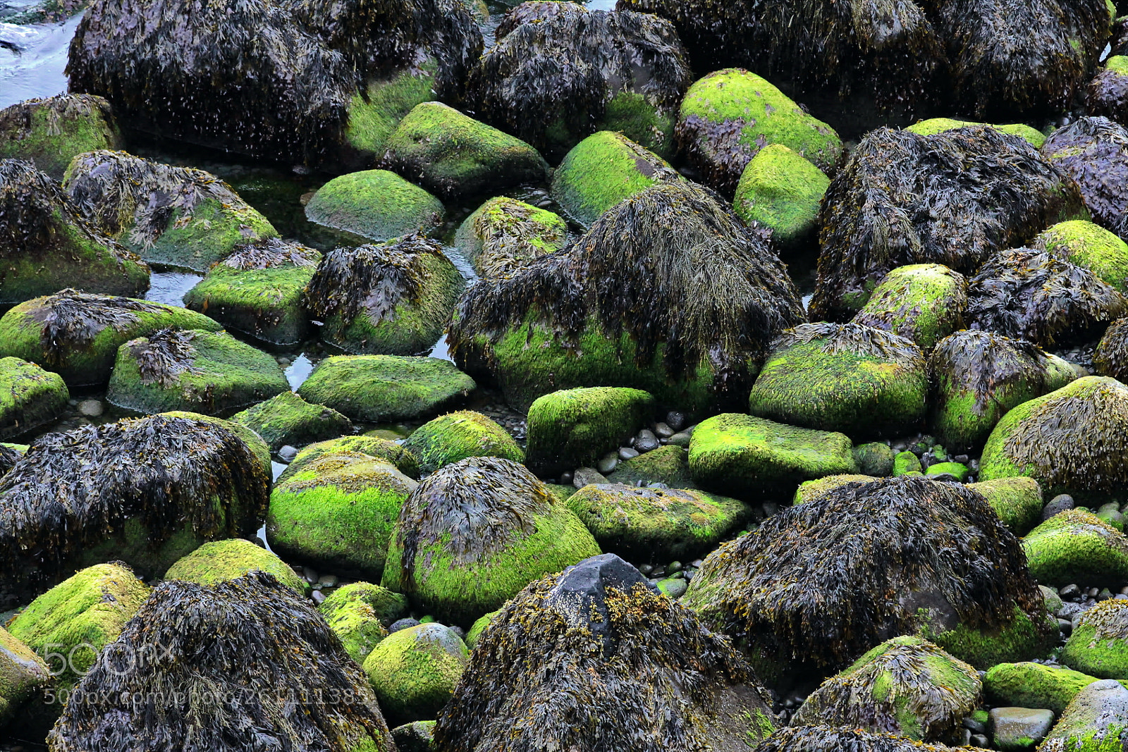 Canon EOS 50D sample photo. Steine am strand photography