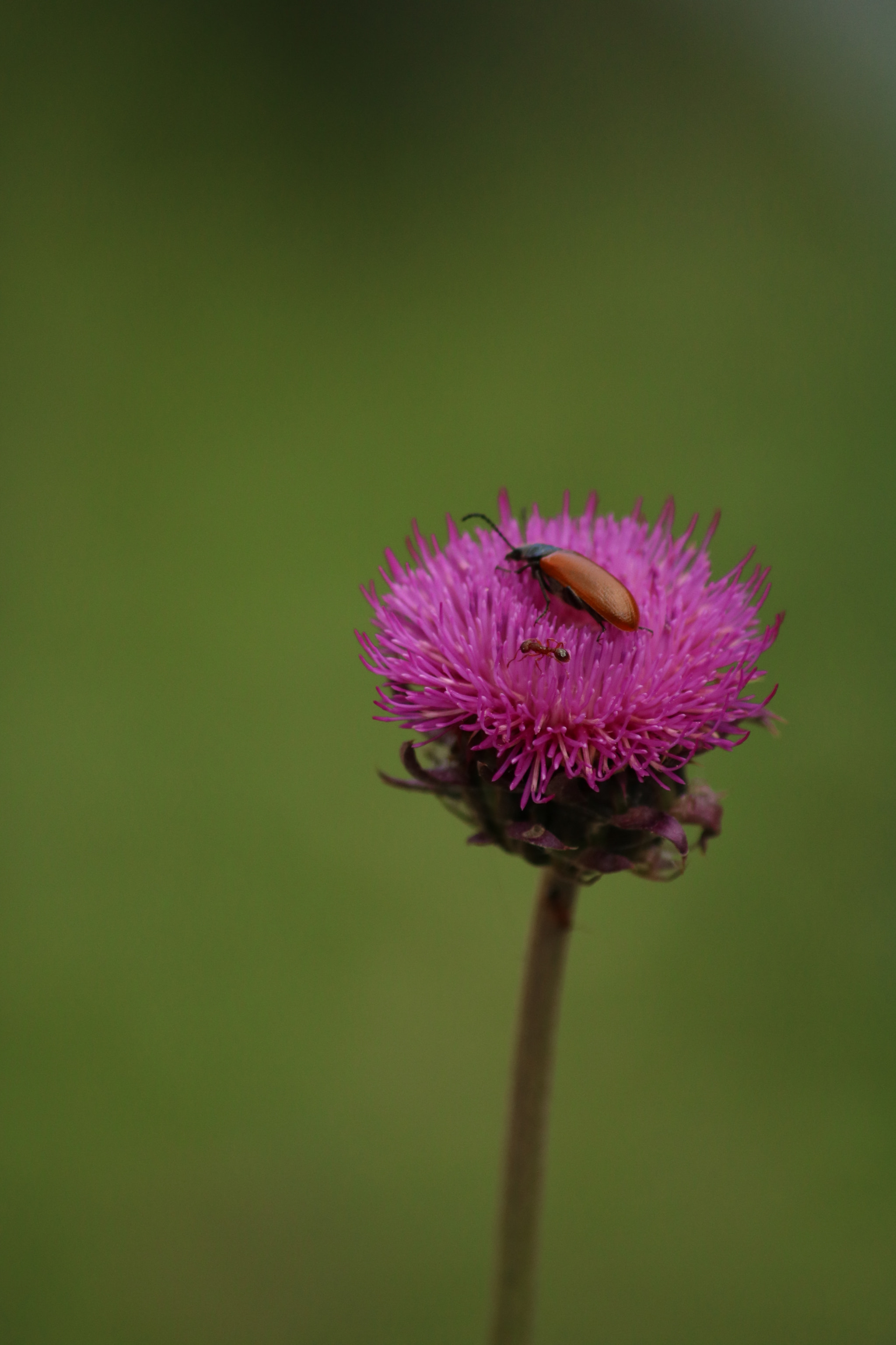 Canon EOS 750D (EOS Rebel T6i / EOS Kiss X8i) sample photo